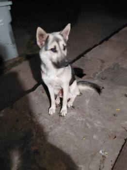 Cheese -  German Shepherd Dog and Mixed Breed Dog for Adoption in Fresno, California - Cheese | PetCurious