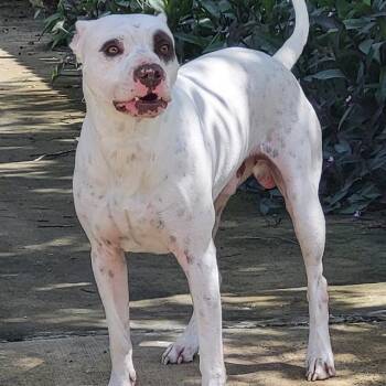 MANNY -  American Staffordshire Terrier Dog for Adoption in San Antonio, Texas - MANNY | PetCurious