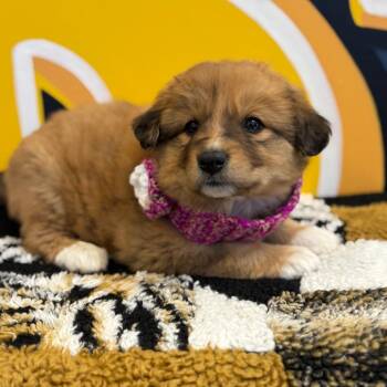 Australian Shepherd and Great Pyrenees Dogs Available for Adoption in Mankato, Minnesota - Peach | PetCurious