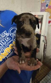 Sonny -  Catahoula Leopard Dog and Mixed Breed Dog for Adoption in Zimmerman, Minnesota - Sonny | PetCurious