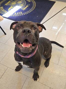 Molder -  American Staffordshire Terrier Dog for Adoption in Trenton, New Jersey - Molder | PetCurious
