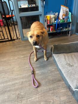 German Shepherd Dog Dogs Available for Adoption in Leavenworth, Kansas - 26-0110 "Daisy" | PetCurious