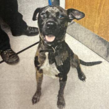 Roscoe -  Catahoula Leopard Dog and Mixed Breed Dog for Adoption in Jupiter, Florida - Roscoe | PetCurious