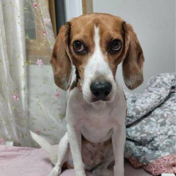 Beagle Dogs Available for Adoption in Nowata, Oklahoma - Joey | PetCurious