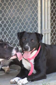 Rescue Pit Bull Terrier Dogs for Adoption in Weaverville, California - Danny | PetCurious