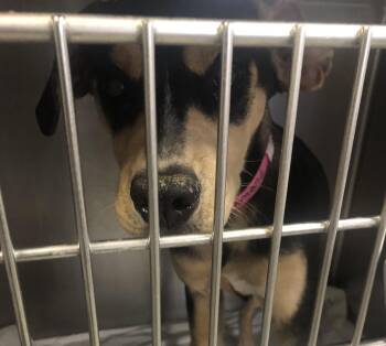 Labrador Retriever and Hound Dogs Available for Adoption in Parma, Ohio - Diamond | PetCurious