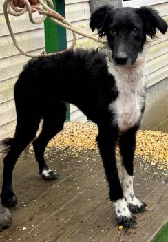 Australian Shepherd and Poodle Dogs Available for Adoption - Dolly | PetCurious