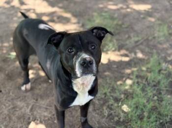 MARCO -  Pit Bull Terrier and Mixed Breed Dog for Adoption in Tulsa, Oklahoma - MARCO | PetCurious