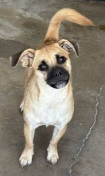 Rescue Chihuahua and Pug Dogs for Adoption in San Bernardino, California - ATHENA | PetCurious