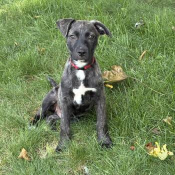 Peter -  Mixed Breed Dog for Adoption in Patchogue, New York - Peter | PetCurious