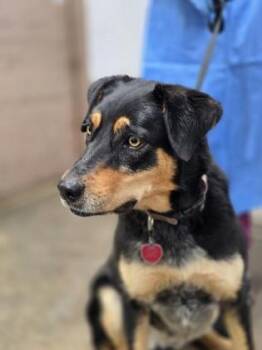 Mixed Breed Dogs Available for Adoption in Fort Worth, Texas - Luna | PetCurious