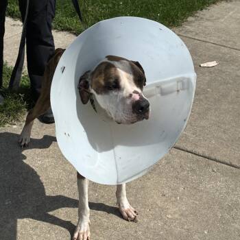 Bobby -  Pit Bull Terrier Dog for Adoption in Valparaiso, Indiana - Bobby | PetCurious