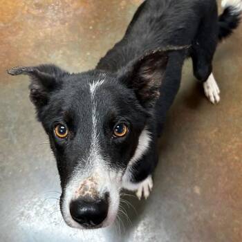 Border Collie Dogs Available for Adoption in Fort Collins, Colorado - Atticus | PetCurious
