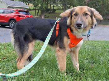 Sadie -  Shepherd and Hound Dog for Adoption in Silver Spring, Maryland - Sadie | PetCurious