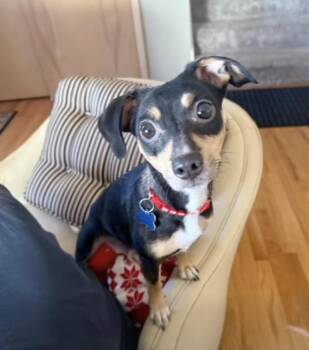Chihuahua and Terrier Dogs Available for Adoption - Valetina | PetCurious