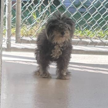 Mother Gertrude -  Yorkshire Terrier Dog for Adoption in Newark, New Jersey - Mother Gertrude | PetCurious