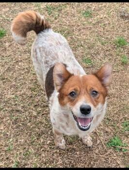 Australian Cattle Dog Blue Heeler Dogs Available for Adoption in Baton Rouge, Louisiana - Panda | PetCurious