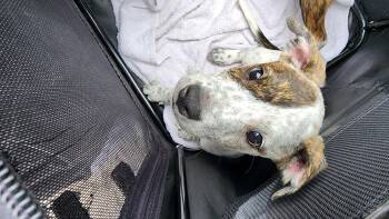 Rescue Pit Bull Terrier and Australian Cattle Dog Blue Heeler Dogs for Adoption in Owasso, Oklahoma - Loki | PetCurious