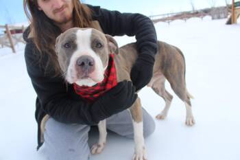 Pit Bull Terrier Dogs Available for Adoption - Chubbs | PetCurious