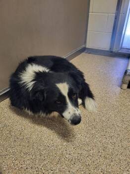 CEDAR -  Australian Shepherd Dog for Adoption in Albuquerque, New Mexico - CEDAR | PetCurious