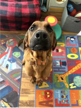 Redbone Coonhound Dogs Available for Adoption in Oswego, Illinois - Barkley | PetCurious