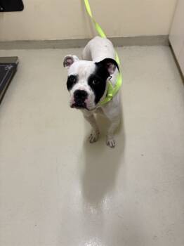 Rescue Boxer and Mixed Breed Dogs for Adoption in Fremont, California - ASH | PetCurious