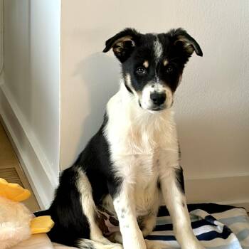 Australian Shepherd and Mixed Breed Dogs Available for Adoption - Pippin | PetCurious