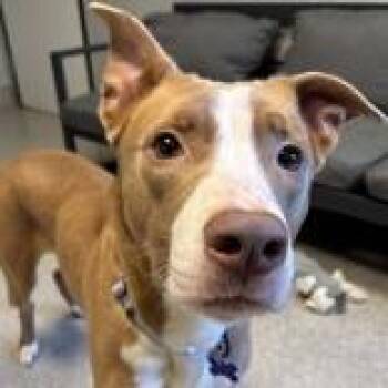 Noddles -  Mixed Breed Dog for Adoption in Lansing, Michigan - Noddles | PetCurious