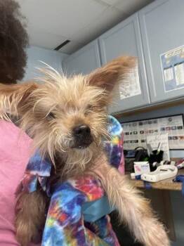Yorkshire Terrier Dogs Available for Adoption in Tallahassee, Florida - BEATRICE | PetCurious