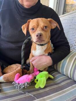 Rescue Chihuahua Dogs for Adoption in Knoxville, Tennessee - Fester | PetCurious