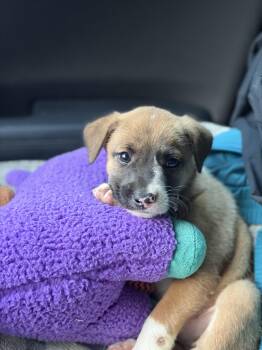 Allie -  Labrador Retriever Dog for Adoption in Huntington, New York - Allie | PetCurious
