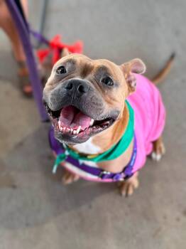 Nugget -  American Staffordshire Terrier and Boxer Dog for Adoption in Holly Springs, North Carolina - Nugget | PetCurious