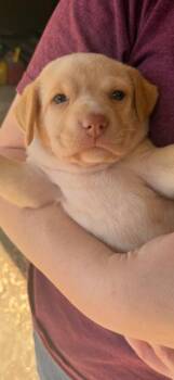 Rescue Yellow Labrador Retriever Dogs for Adoption in Quitman, Texas - BONNIE | PetCurious