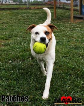 Labrador Retriever and Australian Cattle Dog Blue Heeler Dogs Available for Adoption in Maryville, Tennessee - Patches | PetCurious