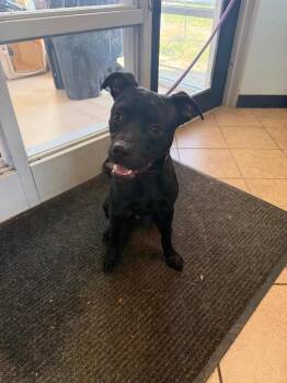 Binks -  Pit Bull Terrier Dog for Adoption in Marion, Ohio - Binks | PetCurious