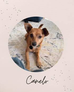 CANELO -  Chihuahua Dog for Adoption in Coquitlam, British Columbia - CANELO | PetCurious
