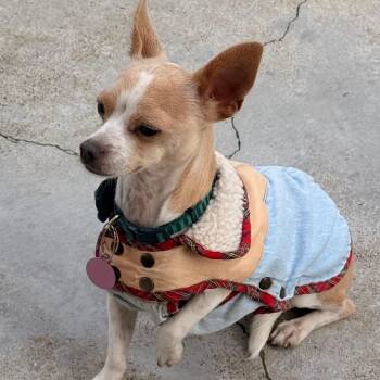 Max -  Chihuahua and Mixed Breed Dog for Adoption in San Francisco, California - Max | PetCurious