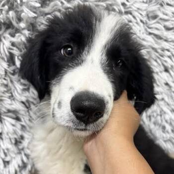 Atlas -  Great Pyrenees and Border Collie Dog for Adoption in Sonoma, California - Atlas | PetCurious