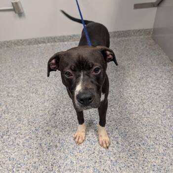 Ralph -  Mixed Breed Dog for Adoption in Greenville, South Carolina - Ralph | PetCurious