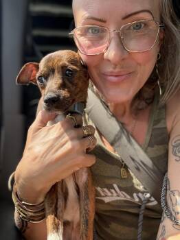 Parcheesi -  Chihuahua Dog for Adoption in New Orleans, Louisiana - Parcheesi | PetCurious