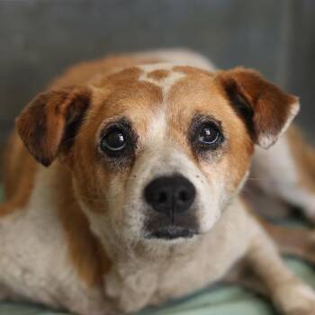 KARI -  Rat Terrier Dog for Adoption in San Antonio, Texas - KARI | PetCurious