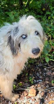 Matter -  Poodle and Australian Shepherd Dog for Adoption in Crossville, Tennessee - Matter | PetCurious
