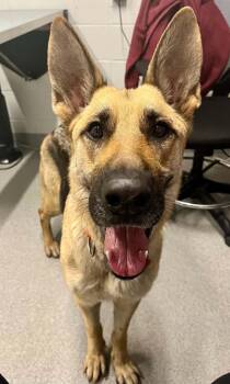 Dolly -  German Shepherd Dog Dog for Adoption in Moundsville, West Virginia - Dolly | PetCurious