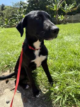 Rescue Labrador Retriever Dogs for Adoption in Naranjito, Naranjito - Rauw Alejandro | PetCurious