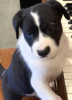 Border Collie and Labrador Retriever Dogs Available for Adoption - Harper | PetCurious