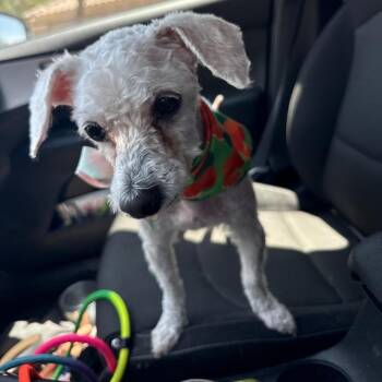 Sawyer -  Poodle and Mixed Breed Dog for Adoption in Casa Grande, Arizona - Sawyer | PetCurious