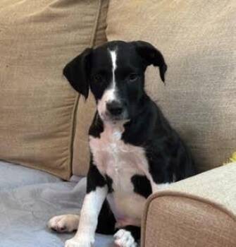 Aster -  Poodle Dog Available for Adoption in Elmwood Park, Wisconsin - Aster | PetCurious