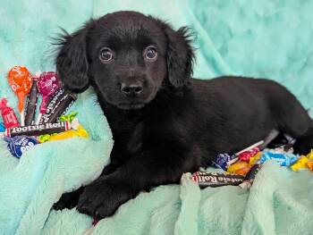Chihuahua Dogs Available for Adoption in Kingsburg, California - Tootsie Roll | PetCurious