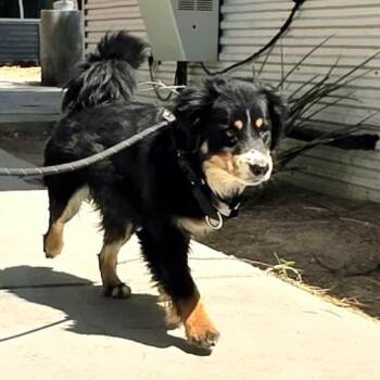 Australian Cattle Dog Blue Heeler and Mixed Breed Dogs Available for Adoption in Las Vegas, Nevada - NOBLE | PetCurious