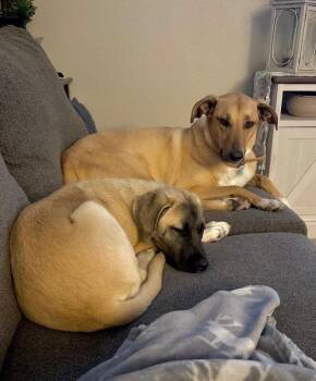 Anatolian Shepherd and Mastiff Dogs Available for Adoption in Boulder, Colorado - Emma | PetCurious